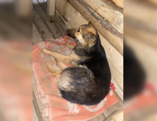 The heroic dog Lesya saved a fighter in the area of special military zone